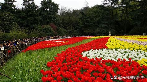 重慶看花去哪裏好耍 當地的賞花景點有哪些?